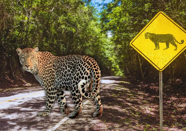 Lanzan "Protegiendo en comunidad", campaña para evitar atropellamientos de fauna silvestre en Yucatán