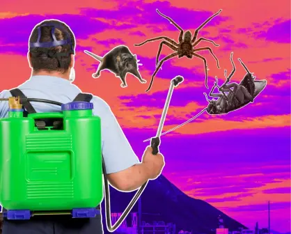 Las plagas más comunes en Monterrey y cómo eliminarlas fácilmente