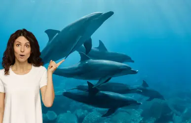 Nada con delfines y ballenas en el Safari Oceánico en La Ventana