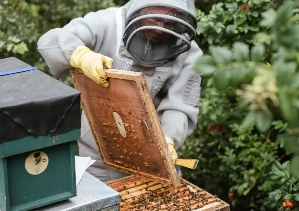 Crean alternativa natural para combatir plagas en cultivos de Yucatán