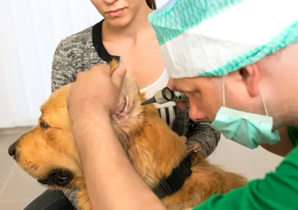 ¿Buscas atención veterinaria de calidad? conoce estos hospitales petfriendly en San Pedro