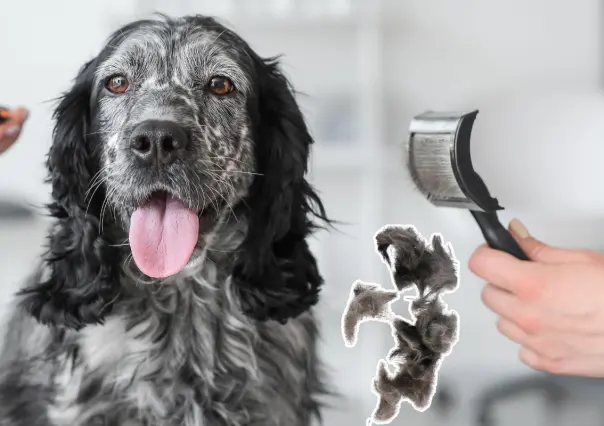 ¿El pelo de las mascotas no es basura?