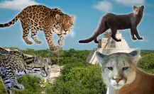 ¿Eres amante de los michis? Conoce a los felinos salvajes de Yucatán
