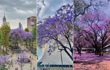 Temporada de Jacarandas en CDMX: turismo crece 15% gracias a su floración