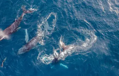 Ballena gris registra récord de muertes y nacimientos en mínimo histórico en BCS