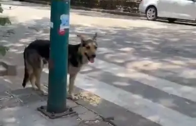 Vecinos de la colonia Juárez denuncian abandono de perro y piden ayuda