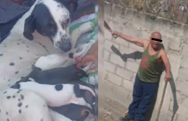 Cuchu, la perrita que fue asesinada a machetazos en Los Reyes, Edomex