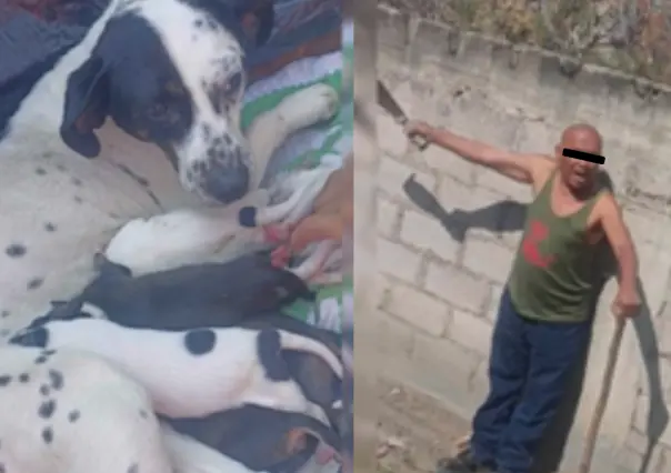 Cuchu, la perrita que fue asesinada a machetazos en Los Reyes, Edomex