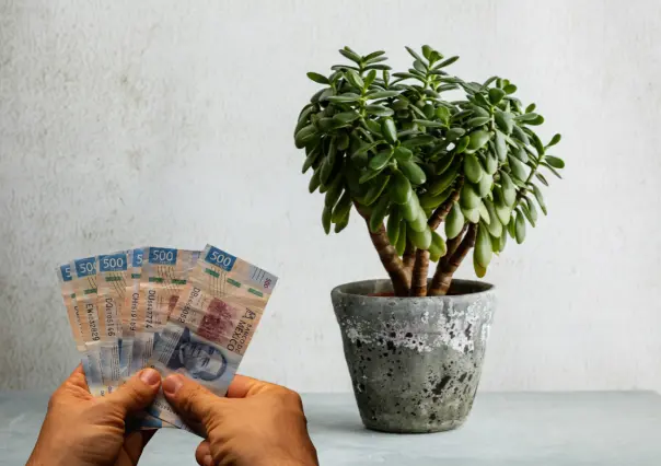 Árbol de jade: la planta que simboliza abundancia y atrae la prosperidad económica