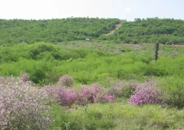 Este bosque es el pulmón de una de las ciudades más grandes de Tamaulipas