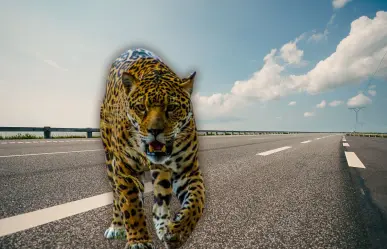 ¿Qué tipos de especies silvestres son atropelladas con frecuencia en carreteras de Yucatán?