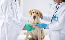 Esterilizatón en Bosque Urbano Saltillo, ¿cómo puedes llevar a tu mascota?