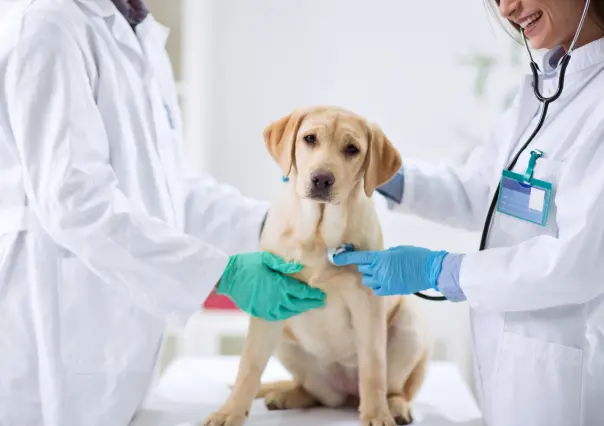 Esterilizatón en Bosque Urbano Saltillo, ¿cómo puedes llevar a tu mascota?
