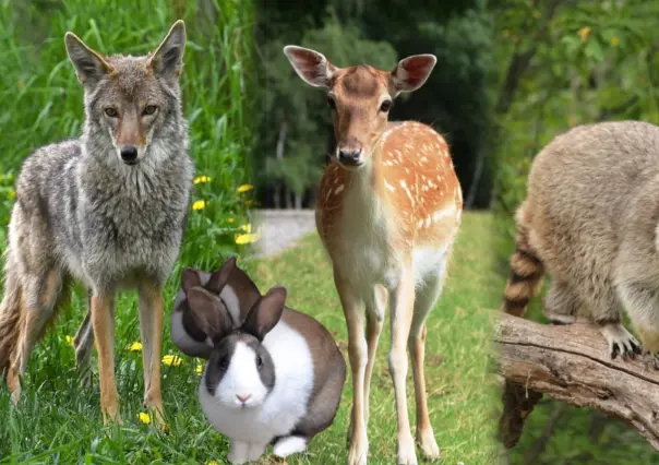 ¡Cuidado! Esta es la fauna silvestre que suele aparecer en el Periférico de Durango