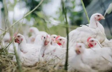 ¿Cuántos casos de gripe aviar en Durango tienen contabilizadas las autoridades?