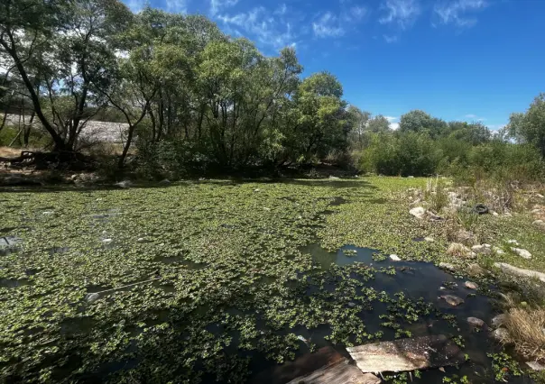 Un insecto será el encargado de eliminar la contaminación en el Río Tunal por lirio acuático