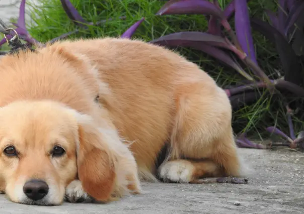 10 plantas de interior que pueden dañar la salud de tu perro