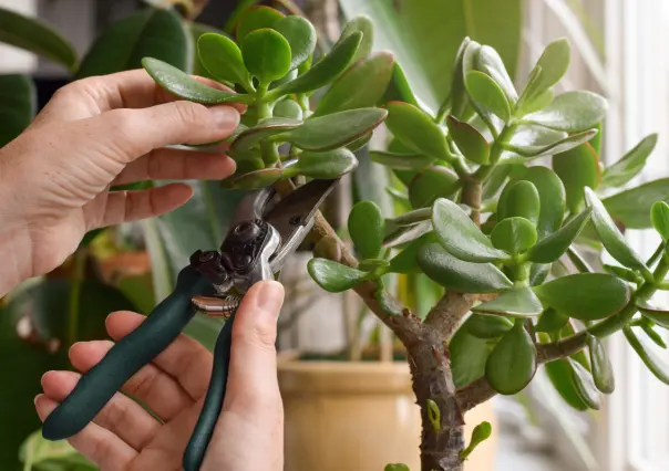 Árbol de Jade: ¿Cuáles son sus cuidados para que dure mucho tiempo?