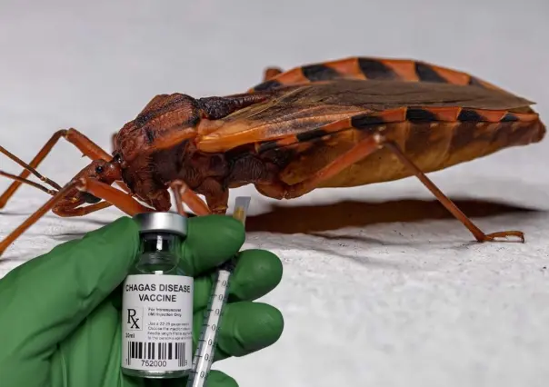 16 mil yucatecos estarían infectados con la enfermedad de Chagas