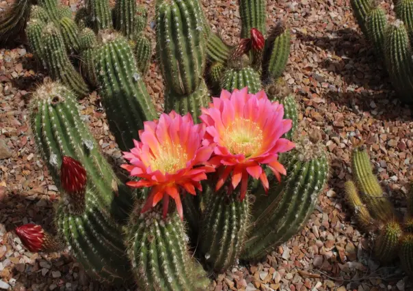 ¡Cuidado! Esta es la multa si te sorprenden transportando cactus o especie protegida en Tamaulipas