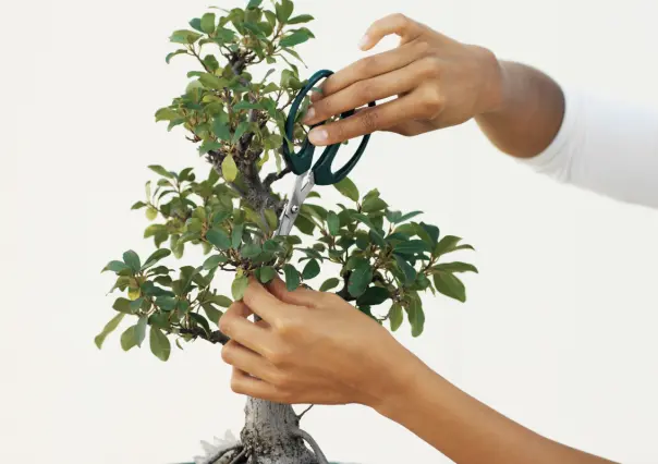 ¿Cómo se corta el árbol de jade? Esto dicen los expertos