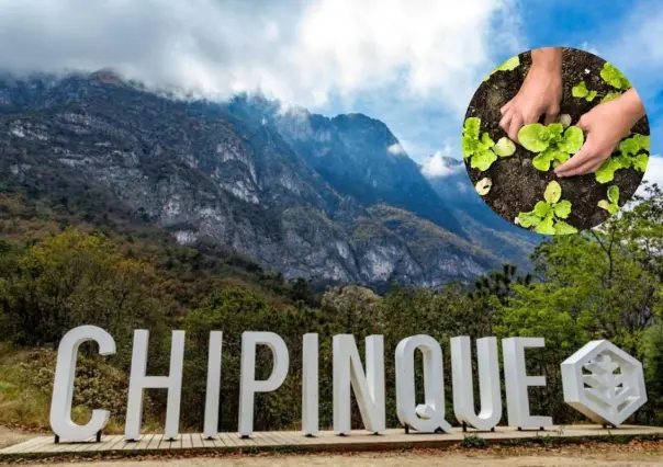 Conoce cuáles son las plantas nativas de Nuevo León que puedes encontrar en Chipinque
