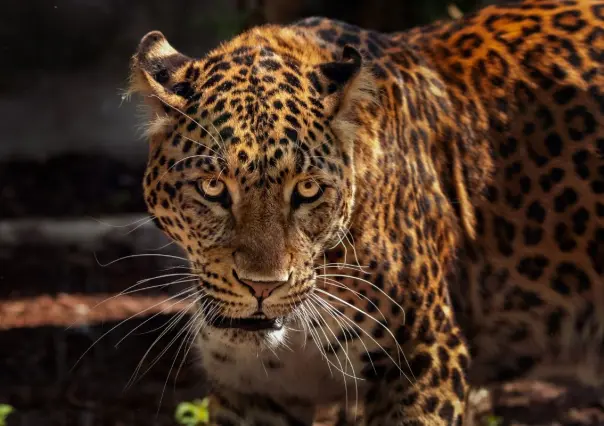 El felino más grande de América y en peligro de extinción habita en Tamaulipas