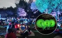 Chapultepec tendrá un pícnic nocturno bioluminiscente y esto es todo lo que tienes que saber