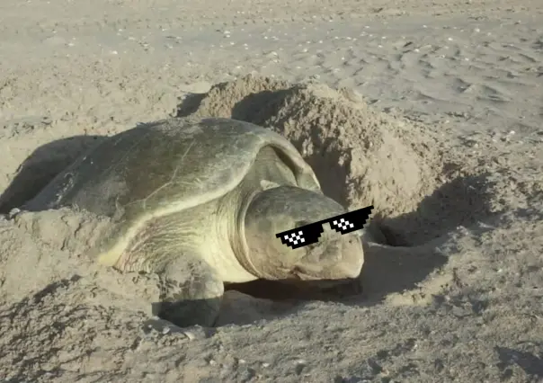 Conoce a la tortuga de Semana Santa en Tamaulipas