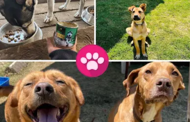 Fundación Toby: un refugio de animales en CDMX que necesita la ayuda de todos