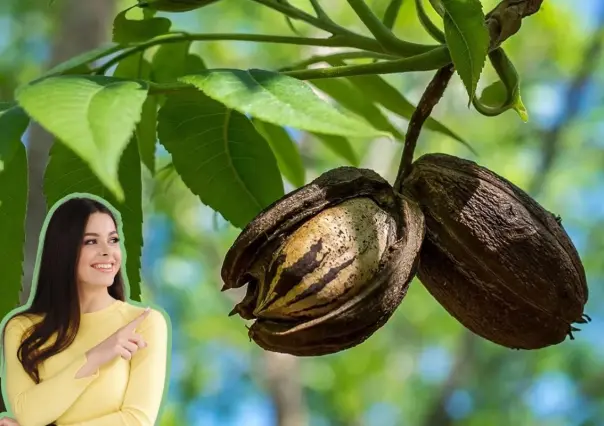 Este árbol nativo de Nuevo León produce un fruto para realizar dulces regionales