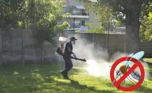 Zancudos del dengue ahora son más resistentes a las fumigaciones en el sur de Tamaulipas