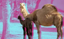 Estos son los nuevos habitantes del zoológico La Pastora, ¡conócelos en Semana Santa!