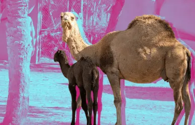 Estos son los nuevos habitantes del zoológico La Pastora, ¡conócelos en Semana Santa!