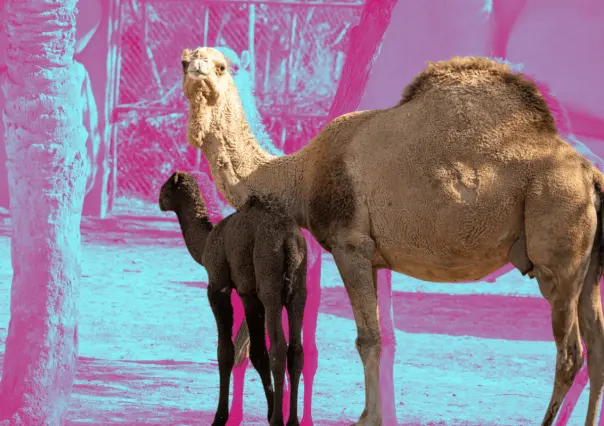 Estos son los nuevos habitantes del zoológico La Pastora, ¡conócelos en Semana Santa!