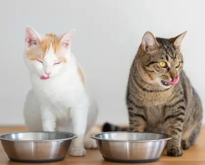 Estas son las veces que un gato debe comer al día, según expertos