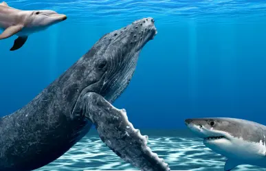 Estos son los animales con los que puedes nadar en Baja California Sur