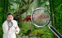 ¿Conoces el pic? Estas son las especies que no transmiten la Enfermedad de Chagas