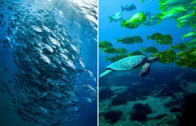 ¿Por qué Cabo Pulmo es reserva natural patrimonio mundial?