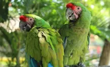 Este animal en peligro de extinción tiene su santuario en Tamaulipas