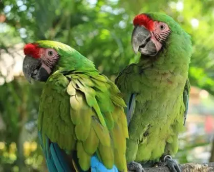Este animal en peligro de extinción tiene su santuario en Tamaulipas