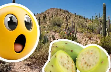 ¿Cuál es la importancia de la tuna para Coahuila? 