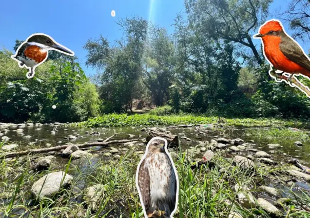Estas son algunas de las aves que conviven en el río San Marcos