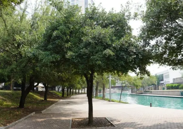 Este es el árbol nativo de Nuevo León usado para la reforestación en calles y parques