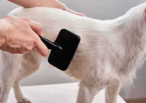 Este es el mejor cepillo para eliminar el pelo de perro y mantener tu casa libre de pelusas