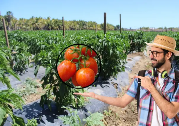 Tomatazo a BCS: Estados Unidos reactiva impuesto al tomate y pone en riesgo la industria