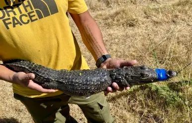Capturan cocodrilo en Lago de Guadalupe; alertan presencia de más ejemplares