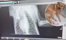Disparan a perrito en Saltillo y está grave: exigen justicia para Pepo