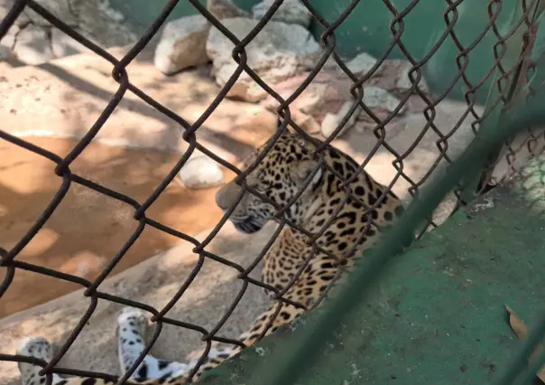 Conoce a ´Bruno´ el jaguar que dejó una vida criminal y reside en el Parque La Venta en Villahermosa