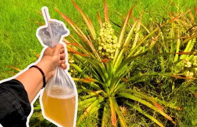 La huapilla es de las bebidas más consumidas en Tamaulipas, esto dicen de sus propiedades medicinales